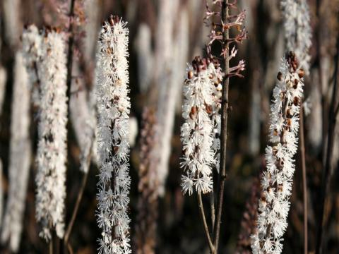 Actaea simplex 'Brunette'