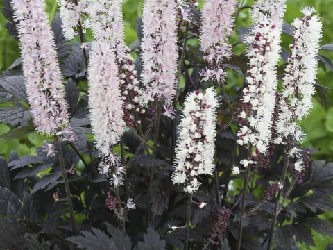Actaea simplex 'Chocoholic'