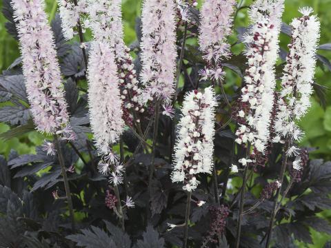 Actaea simplex 'Chocoholic'