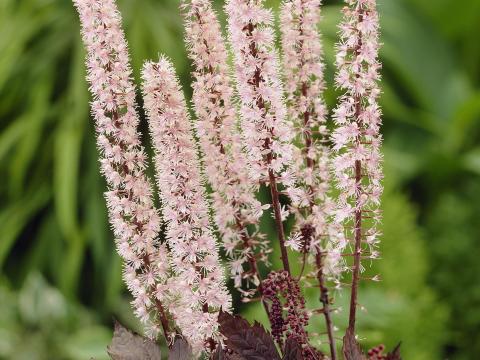 Actaea simplex 'Pink Spike'