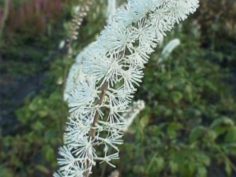 Actaea simplex 'White Pearl' Actaea simplex 'White Pearl'