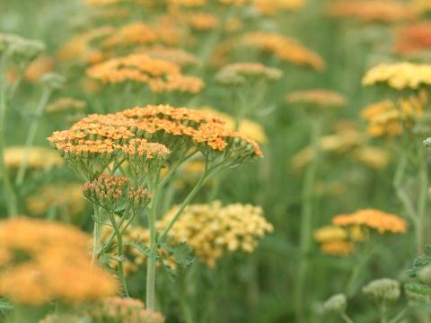 Achillea 'Terracotta'