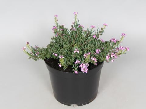 Aethionema armenum 'Warley Rose' Aethionema armenum 'Warley Rose'