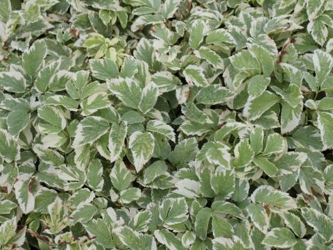 Aegopodium podagraria 'Variegatum' Aegopodium podagraria 'Variegatum'