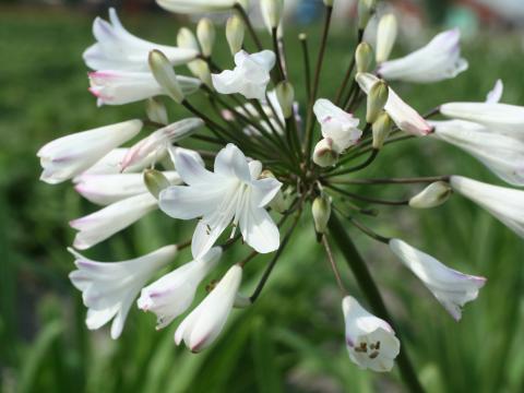 Agapanthus africanus 'Albidus' Agapanthus africanus 'Albidus'