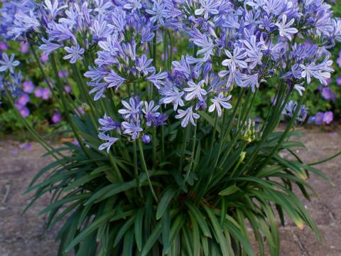 Agapanthus africanus 'Charlotte' Agapanthus africanus 'Charlotte'