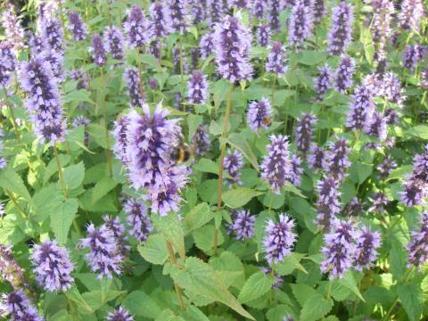 Agastache 'Black Adder' Agastache 'Black Adder'