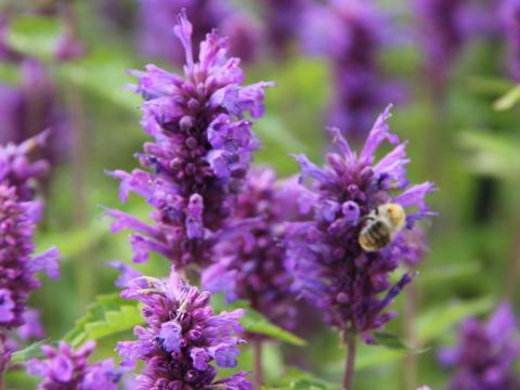 Agastache 'Blue Boa' PBR Agastache 'Blue Boa' PBR
