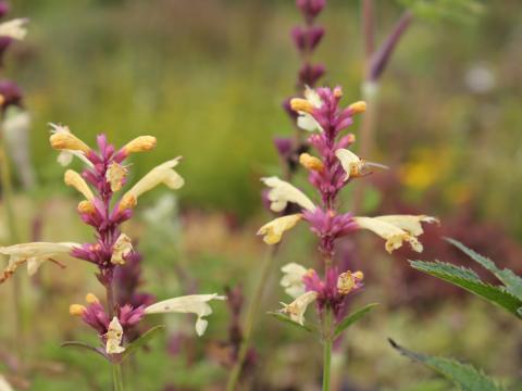 Agastache barberi 'Firebird' Agastache barberi 'Firebird'