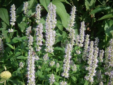 Agastache 'Blue Fortune' Agastache 'Blue Fortune'