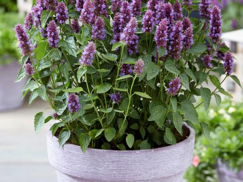 Agastache 'Beelicious Purple' ® Agastache 'Beelicious Purple' ®