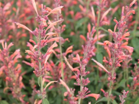 Agastache barberi 'Tangerine Dream' Agastache barberi 'Tangerine Dream'