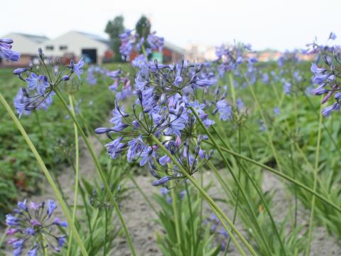 Agapanthus 'Donau' Agapanthus 'Donau'