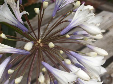 Agapanthus 'Enigma' Agapanthus 'Enigma'