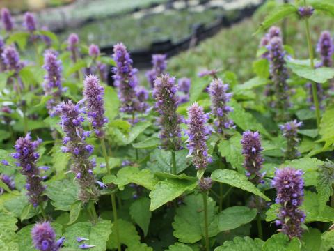Agastache foeniculum Agastache foeniculum