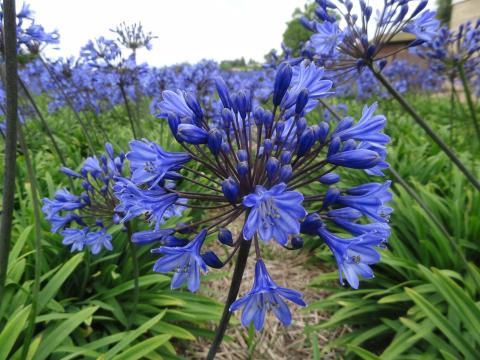 Agapanthus 'Intermedia' Agapanthus 'Intermedia'