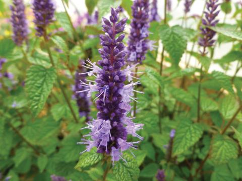 Agastache rugosa 'Little Adder' Agastache rugosa 'Little Adder'
