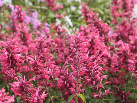 Agastache mexicana 'Red Fortune' PBR Agastache mexicana 'Red Fortune' PBR