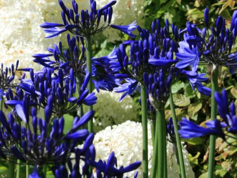 Agapanthus 'Navy Blue' Agapanthus 'Navy Blue'
