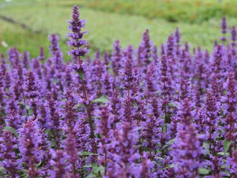 Agastache 'Purple Haze' Agastache 'Purple Haze'