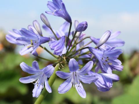 Agapanthus 'Peter Pan' Agapanthus 'Peter Pan'