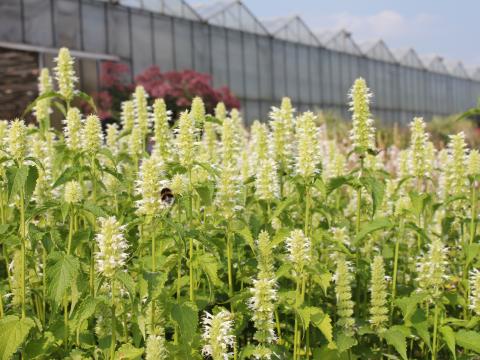 Agastache rugosa 'Alabaster' Agastache rugosa 'Alabaster'
