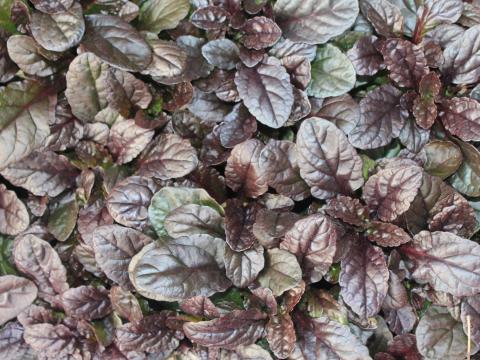 Ajuga reptans 'Atropurpurea' Ajuga reptans 'Atropurpurea'