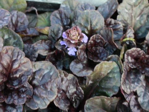 Ajuga reptans 'Black Scallop' ® Ajuga reptans 'Black Scallop' ®