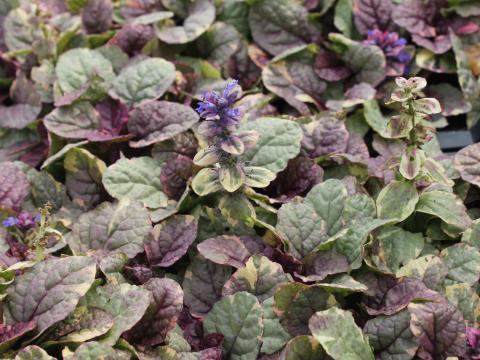 Ajuga reptans 'Burgundy Glow' Ajuga reptans 'Burgundy Glow'