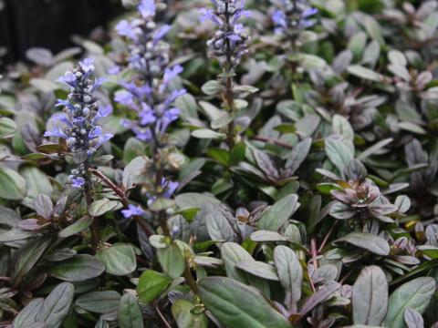 Ajuga reptans 'Chocolate Chips' Ajuga reptans 'Chocolate Chips'