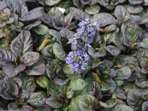 Ajuga reptans 'Catlin's Giant' Ajuga reptans 'Catlin's Giant'