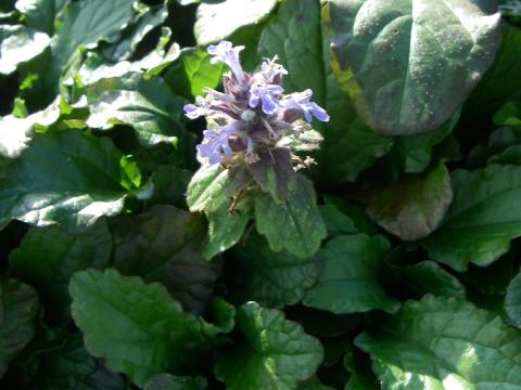 Ajuga reptans Ajuga reptans