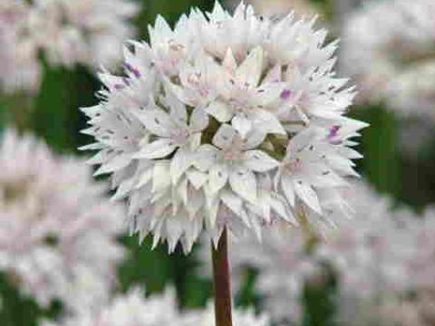 Allium amplectens 'Gracefull'