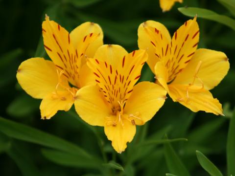 Alstroemeria aurantiaca 'Lutea' Alstroemeria aurantiaca 'Lutea'