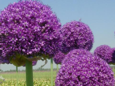 Allium 'Ambassador' 1l.