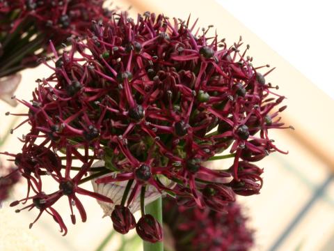 Allium atropurpureum