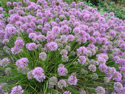 Allium senescens 'Avatar' ®