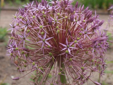 Allium christophii (albopilosum) 1l.