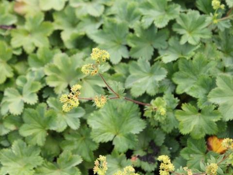 Alchemilla erythropoda Alchemilla erythropoda