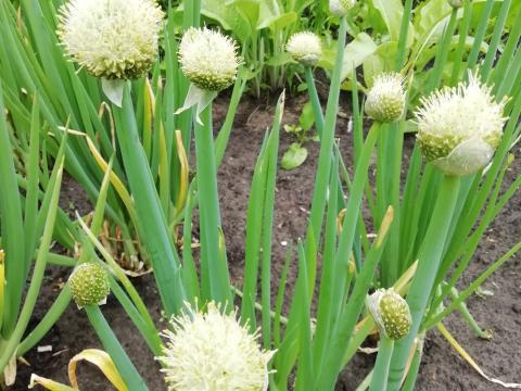 Allium fistulosum