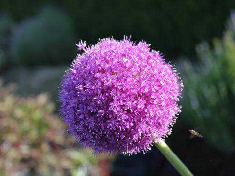 Allium giganteum 1l.