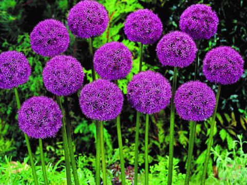 Allium  'Gladiator' 1l.