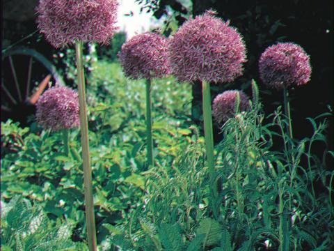 Allium  'Globemaster' 1l.