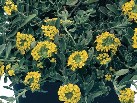 Alyssum montanum 'Berggold' Alyssum montanum 'Berggold'