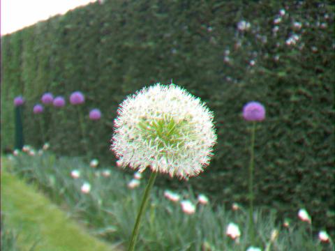 Allium  'Mont Blanc' 1l.