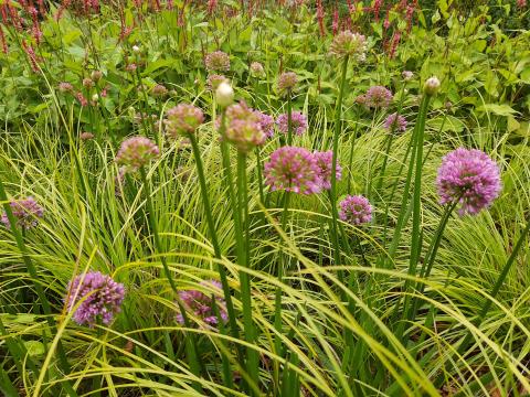 Allium senescens 'Millenium'