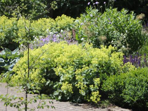 Alchemilla mollis Alchemilla mollis