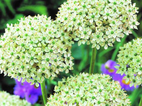 Allium nigrum (multibulbosum)