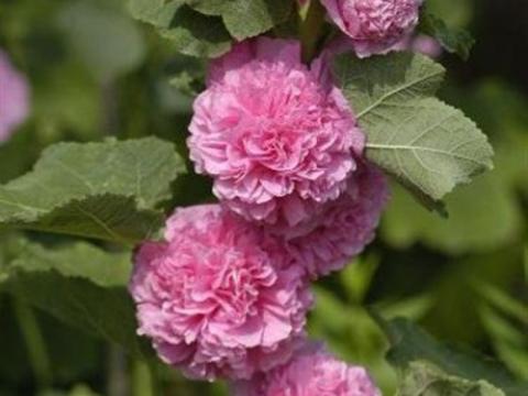 Alcea rosea 'Charter's Double Pink' Alcea rosea 'Charter's Double Pink'
