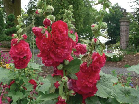 Alcea rosea 'Charter's Double Red' Alcea rosea 'Charter's Double Red'